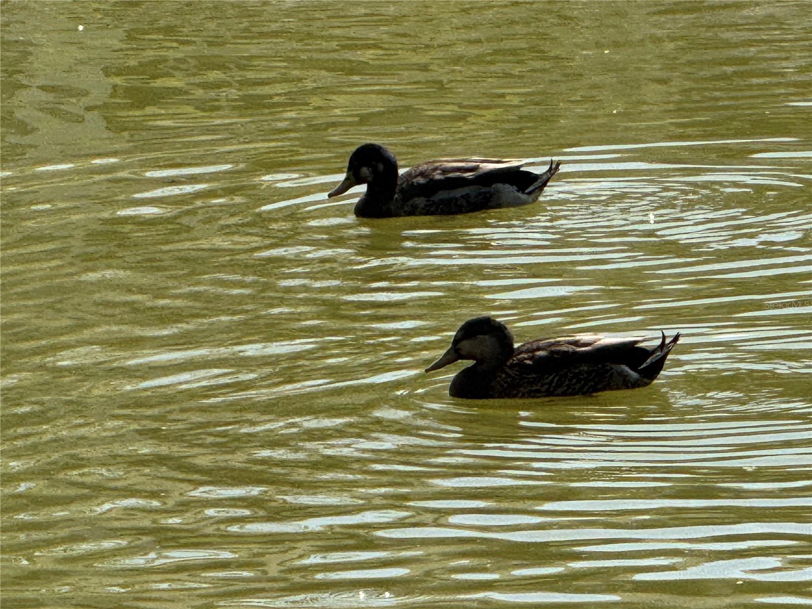 VILLAGE OF LAKESIDE SOUTH II - Residential