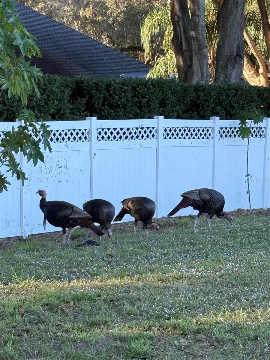 28027 CYPRESS SPRINGS LOOP