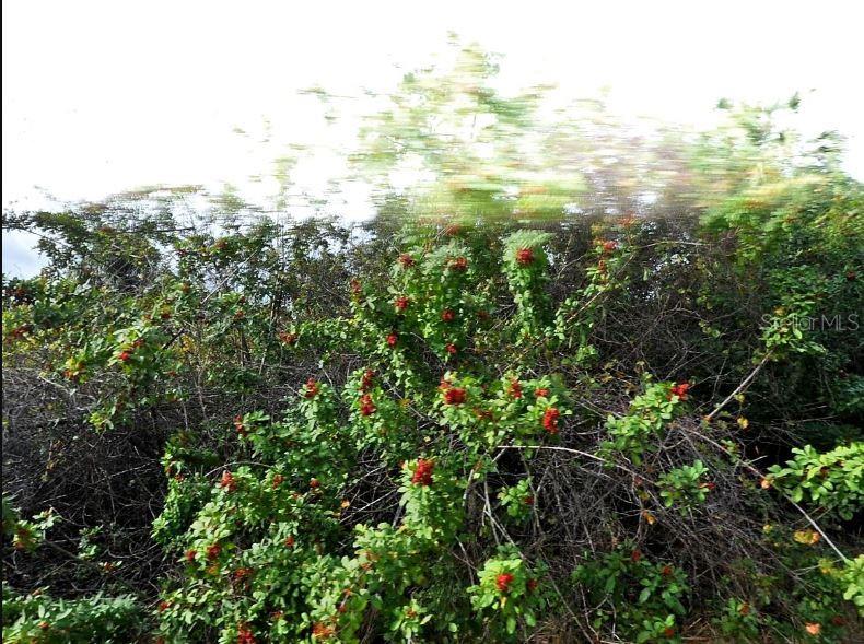 PORT CHARLOTTE SUB 45 - Land