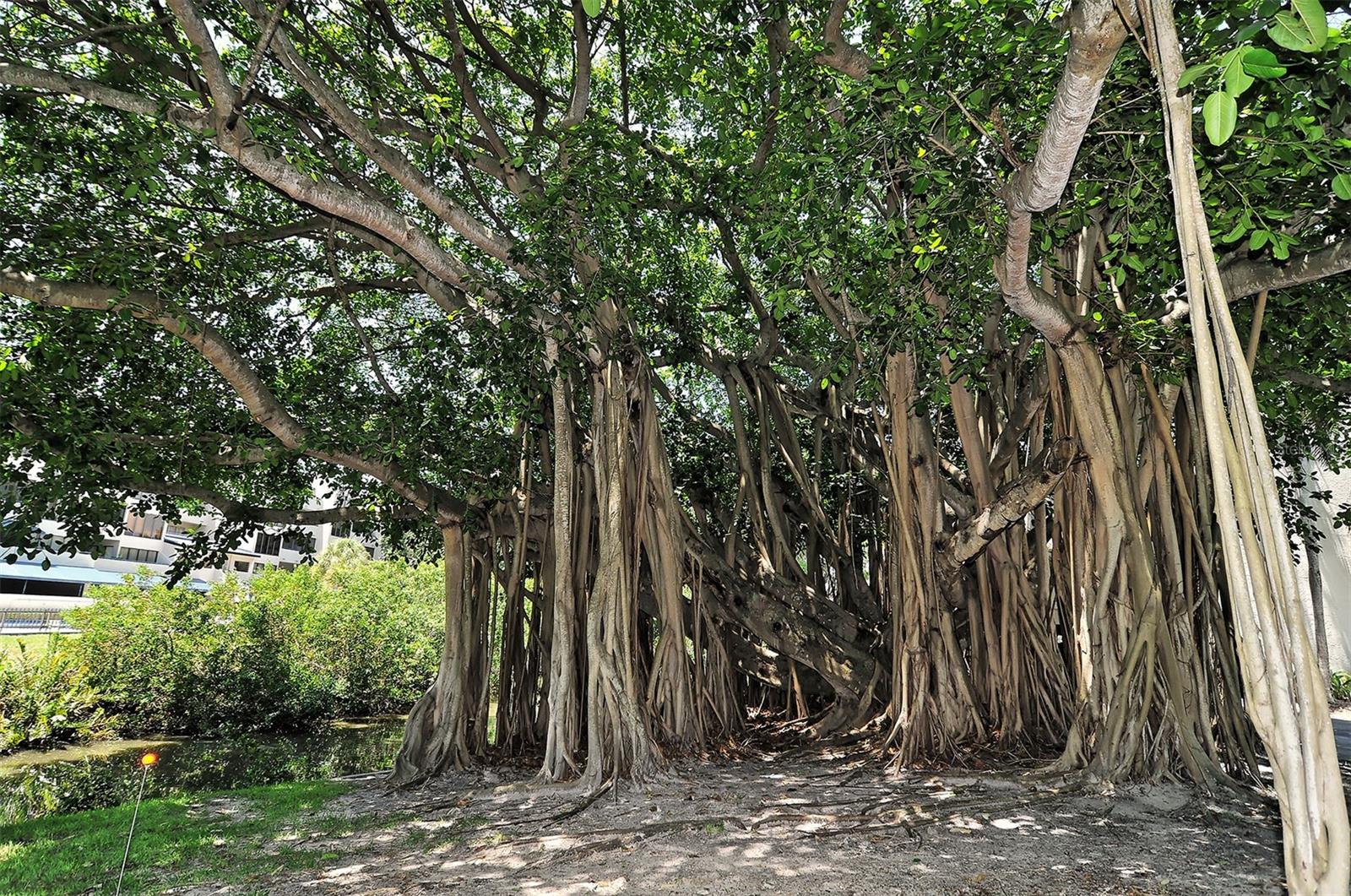 CENTRAL PARK - Residential