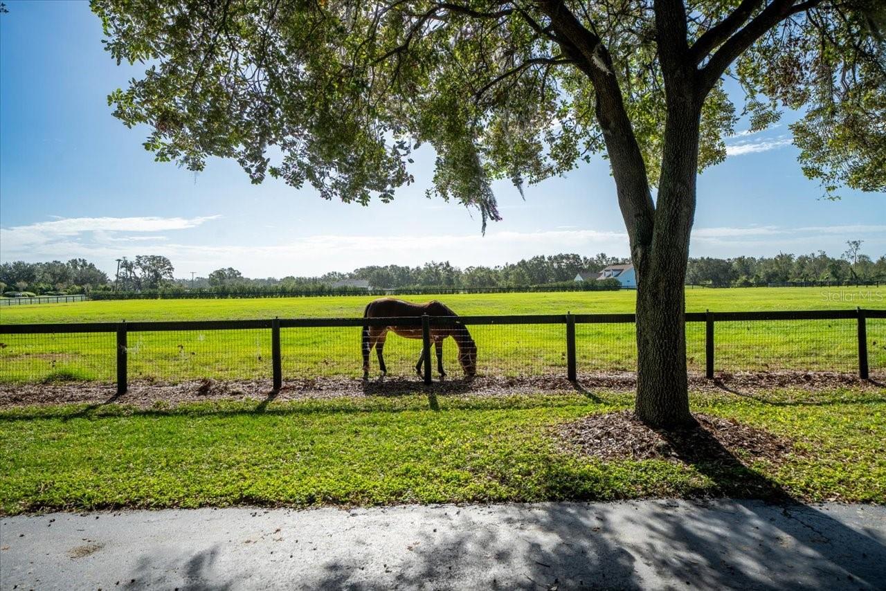 CITRUS GREEN - Residential