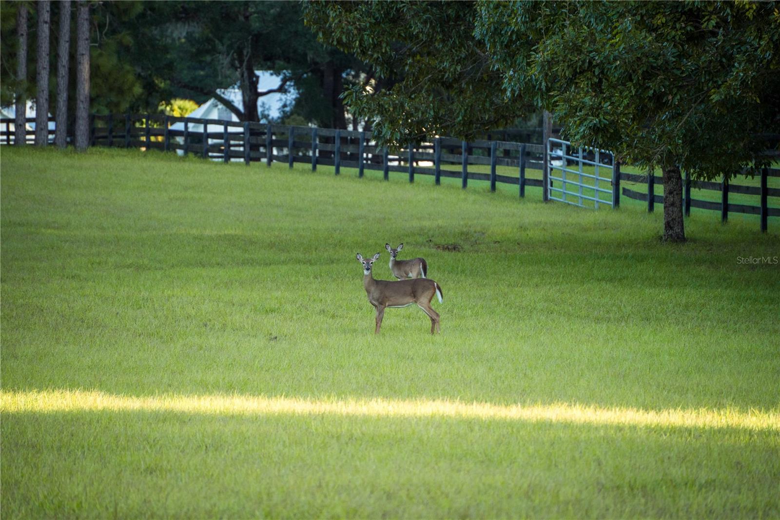 BLUEBIRD LANDING - Land