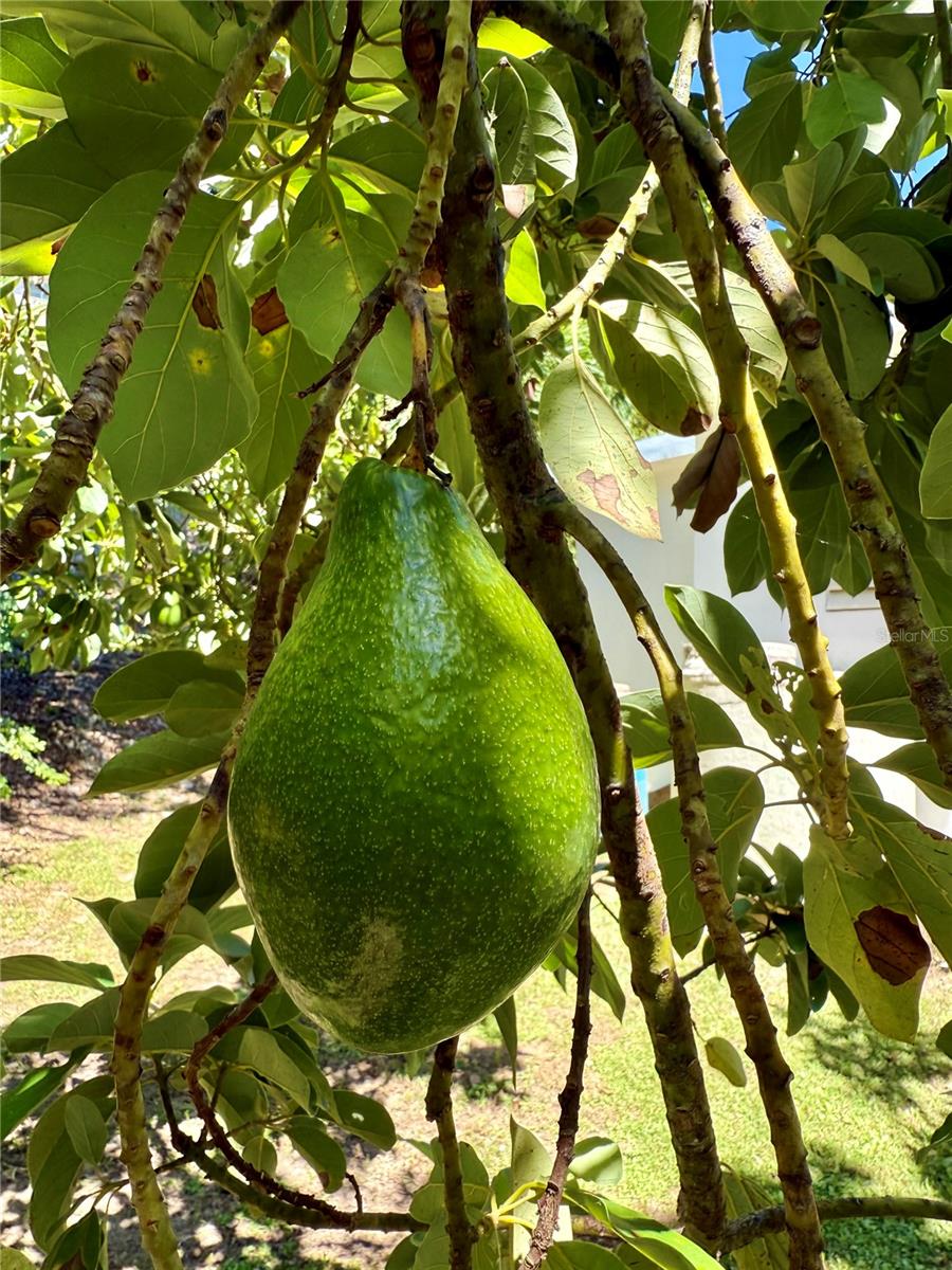 SECTOR PLAYA GUAYANÉS - Residential