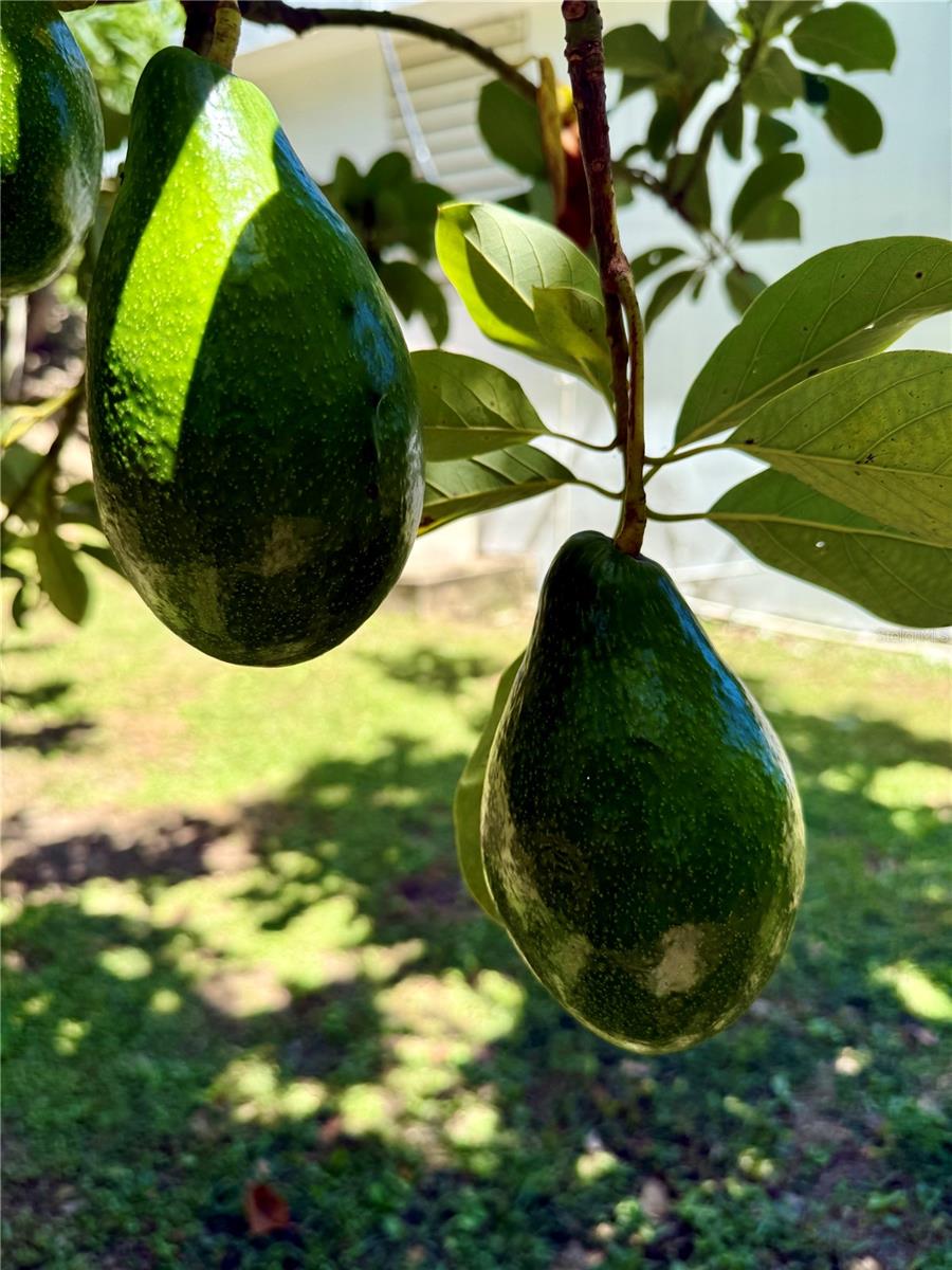 SECTOR PLAYA GUAYANÉS - Residential