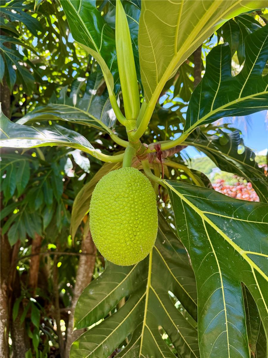 SECTOR PLAYA GUAYANÉS - Residential