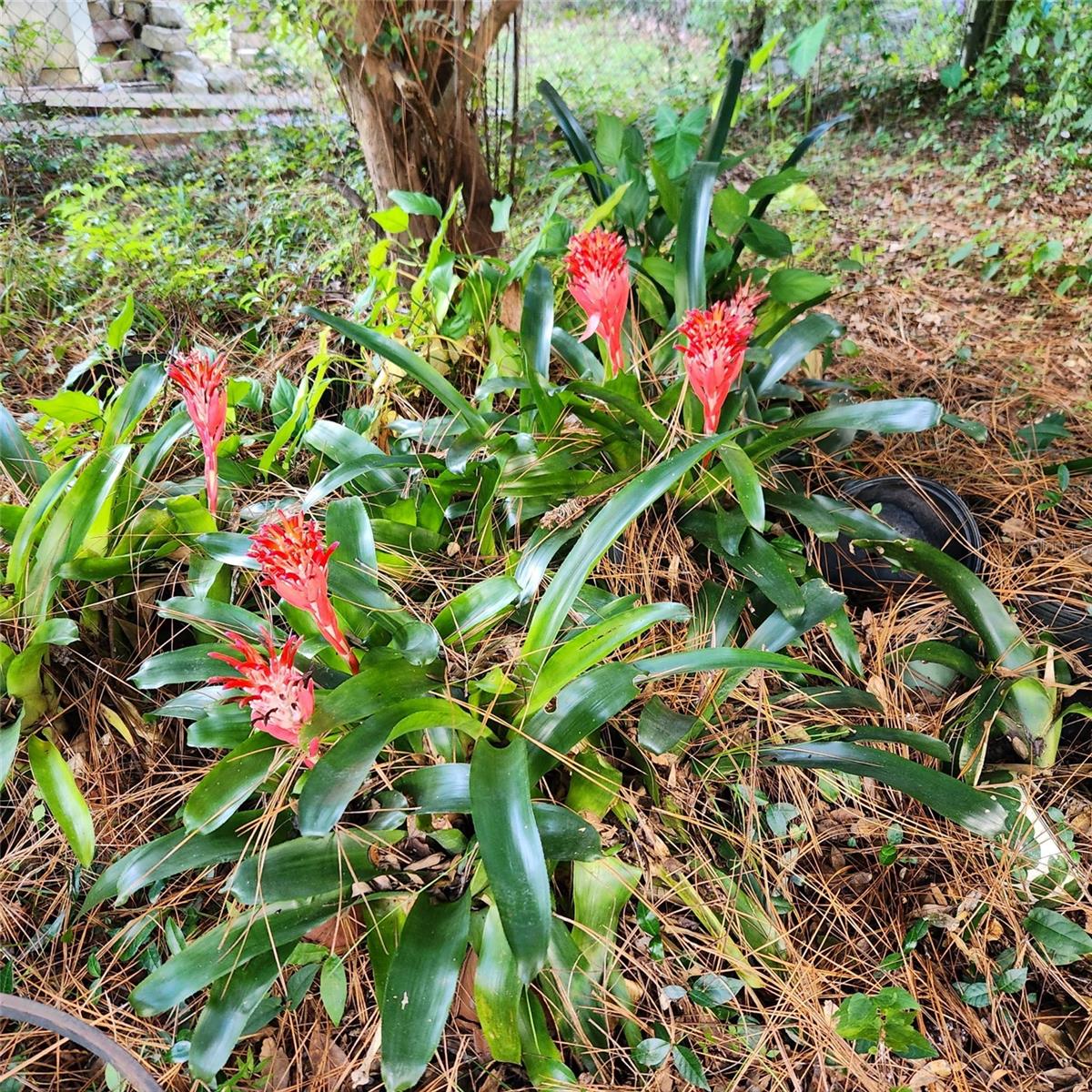 GOLF CLUB MANOR - Residential