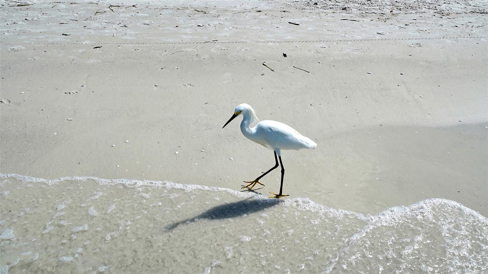 SARASOTA SURF & RACQUET - Residential