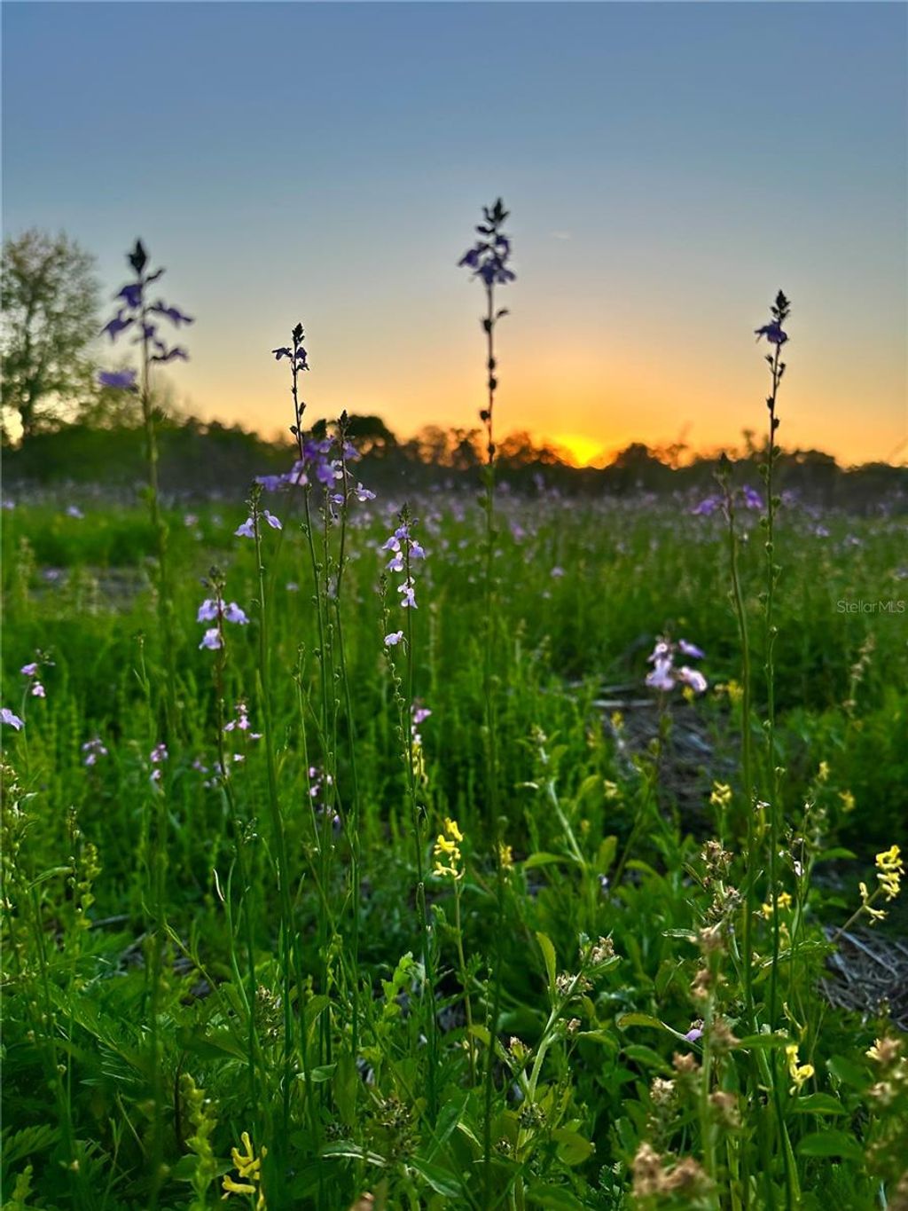 Photo of 13844 NW 21st Court, Citra, FL 32113 (MLS # OM715965)