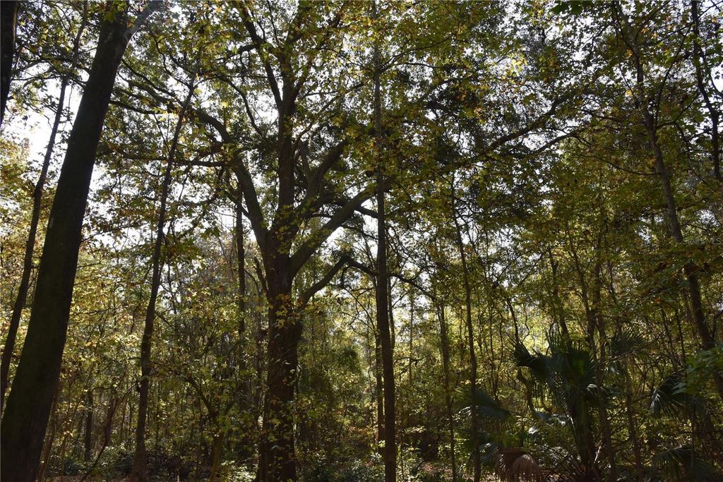 Photo of 1220 SE Us Highway 301, Hawthorne, FL 32640 (MLS # OM714177)