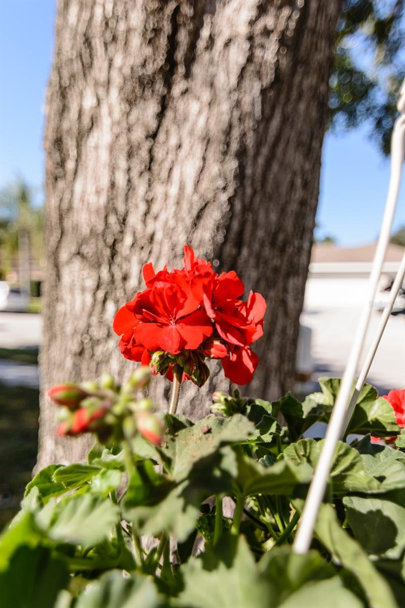 COUNTRYSIDE TR 55 - Residential