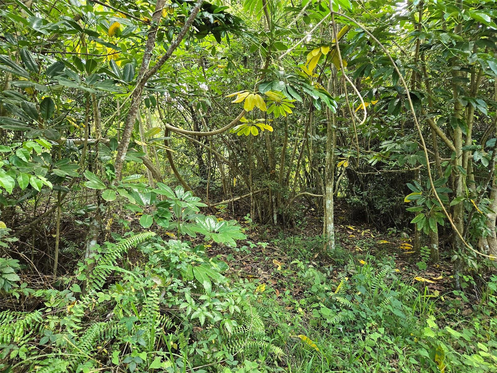 PASTO WARD - Land