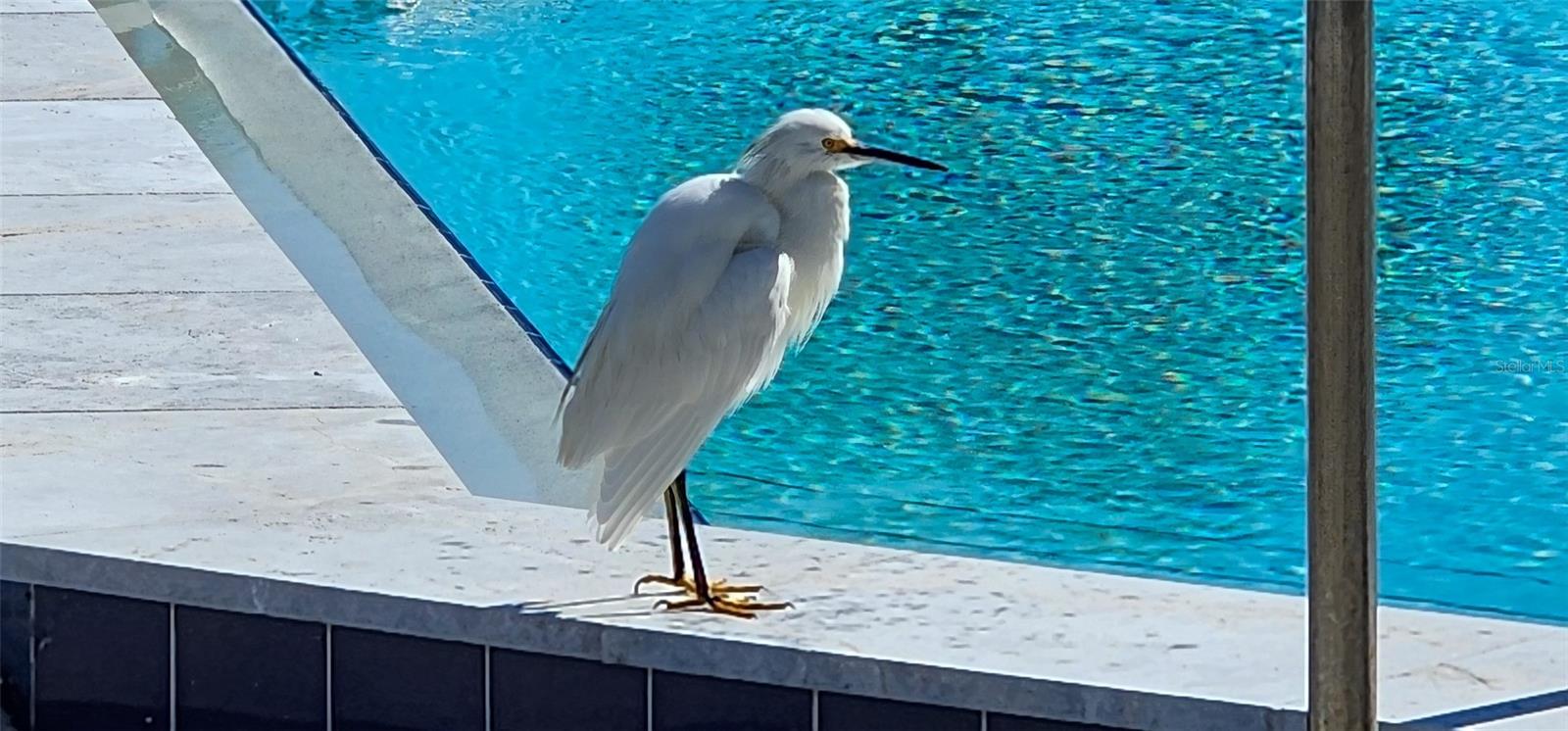 DIAMOND HEAD POINT CONDO - Residential