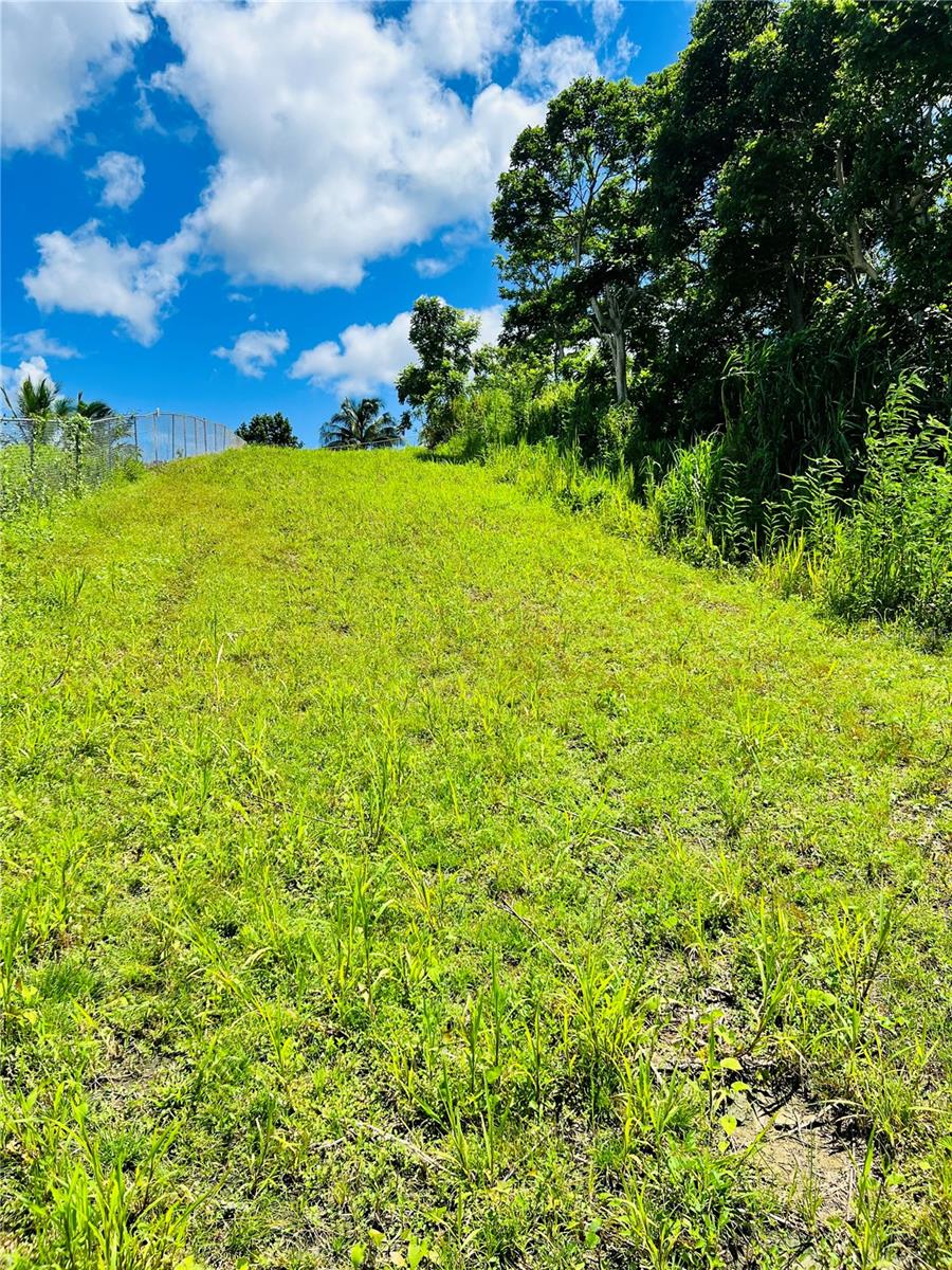 BO: CANOVANILLAS - Land