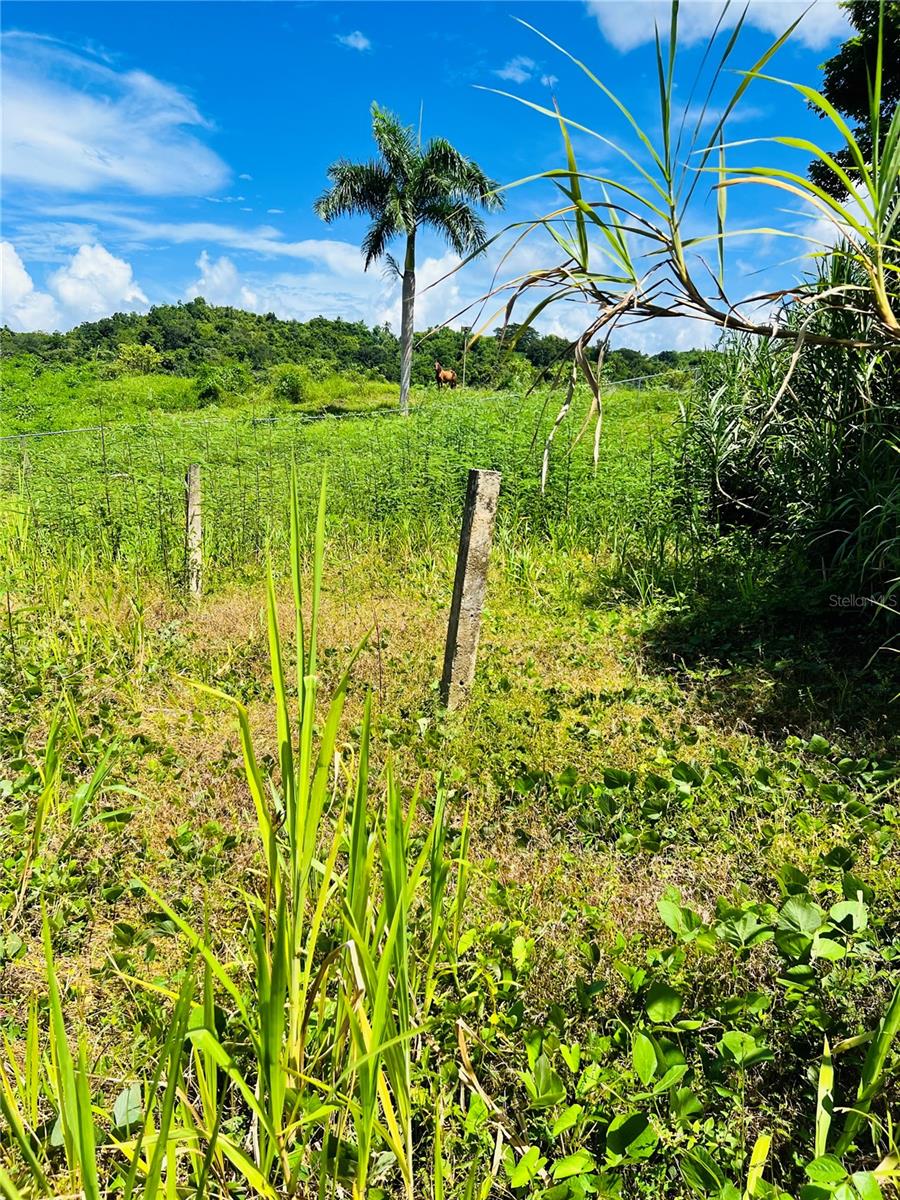 BO: CANOVANILLAS - Land