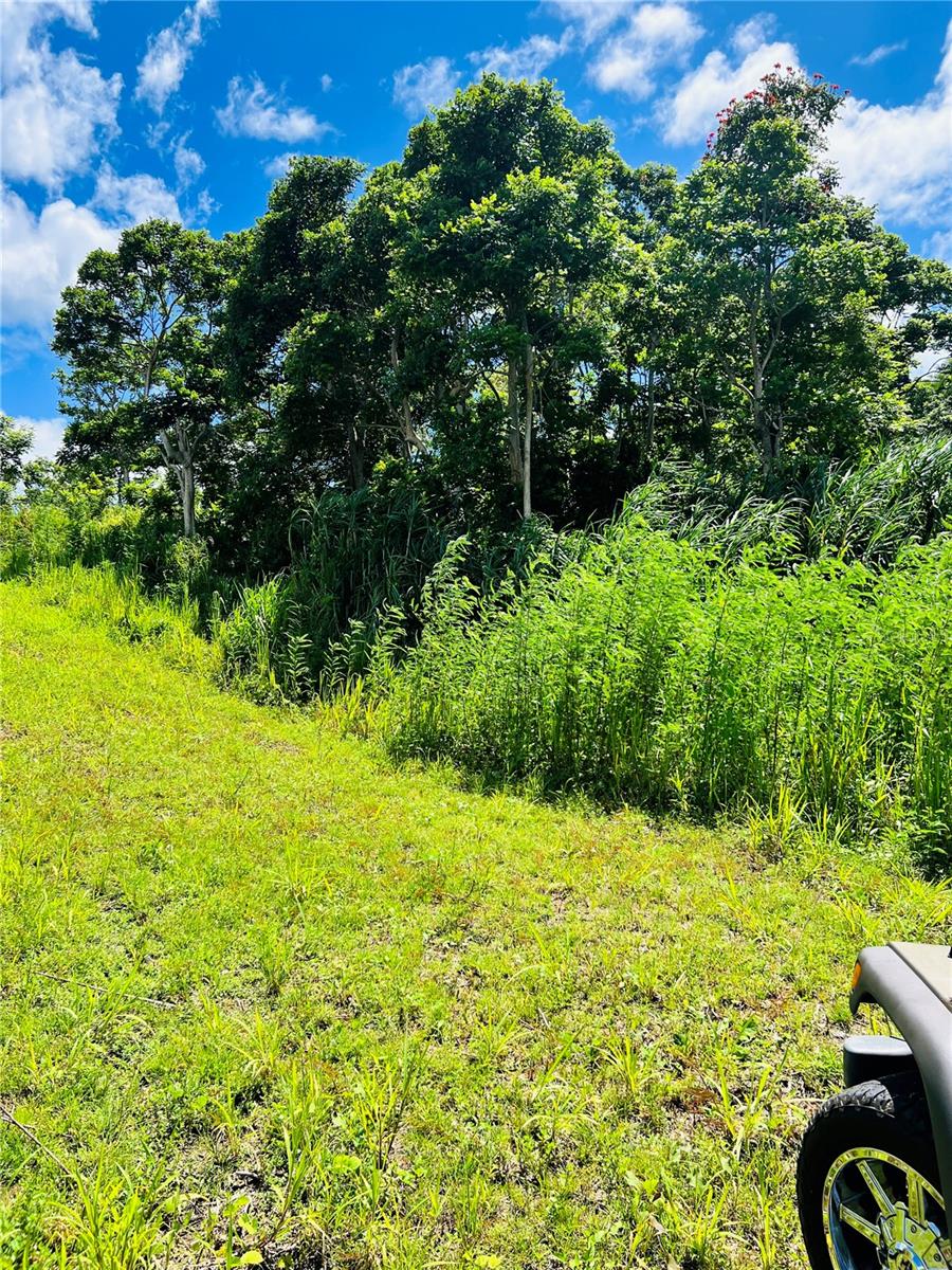 BO: CANOVANILLAS - Land