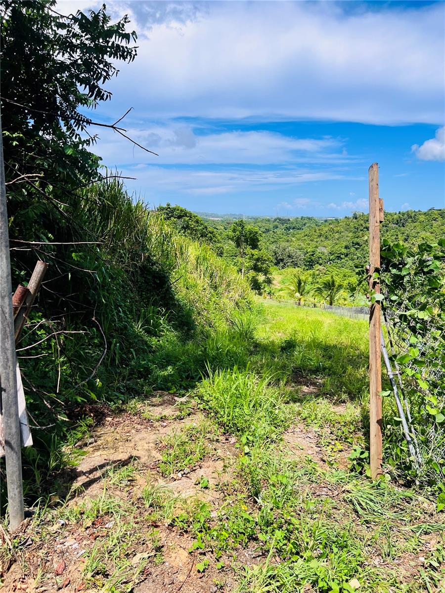 BO: CANOVANILLAS - Land