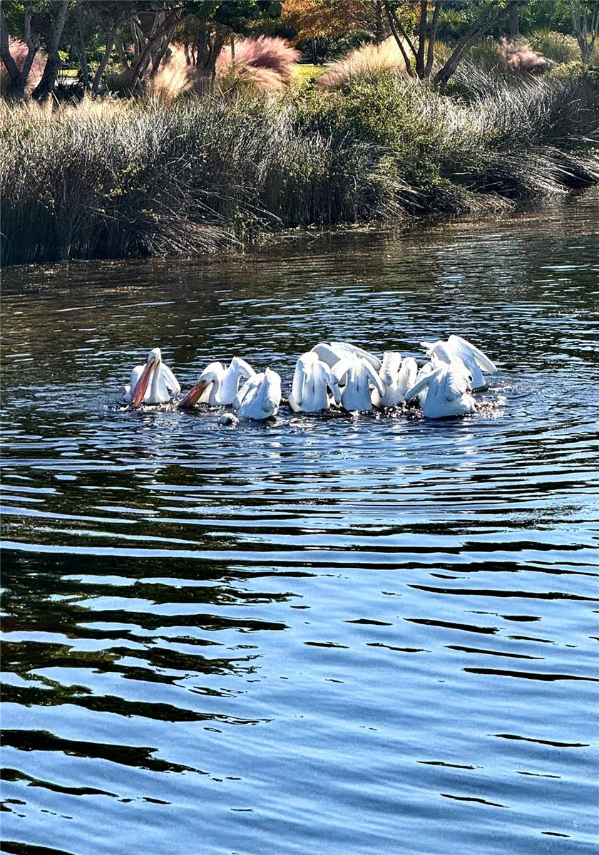 EDGEWATER WALK ON HARBOUR ISLE 5-36 - Residential