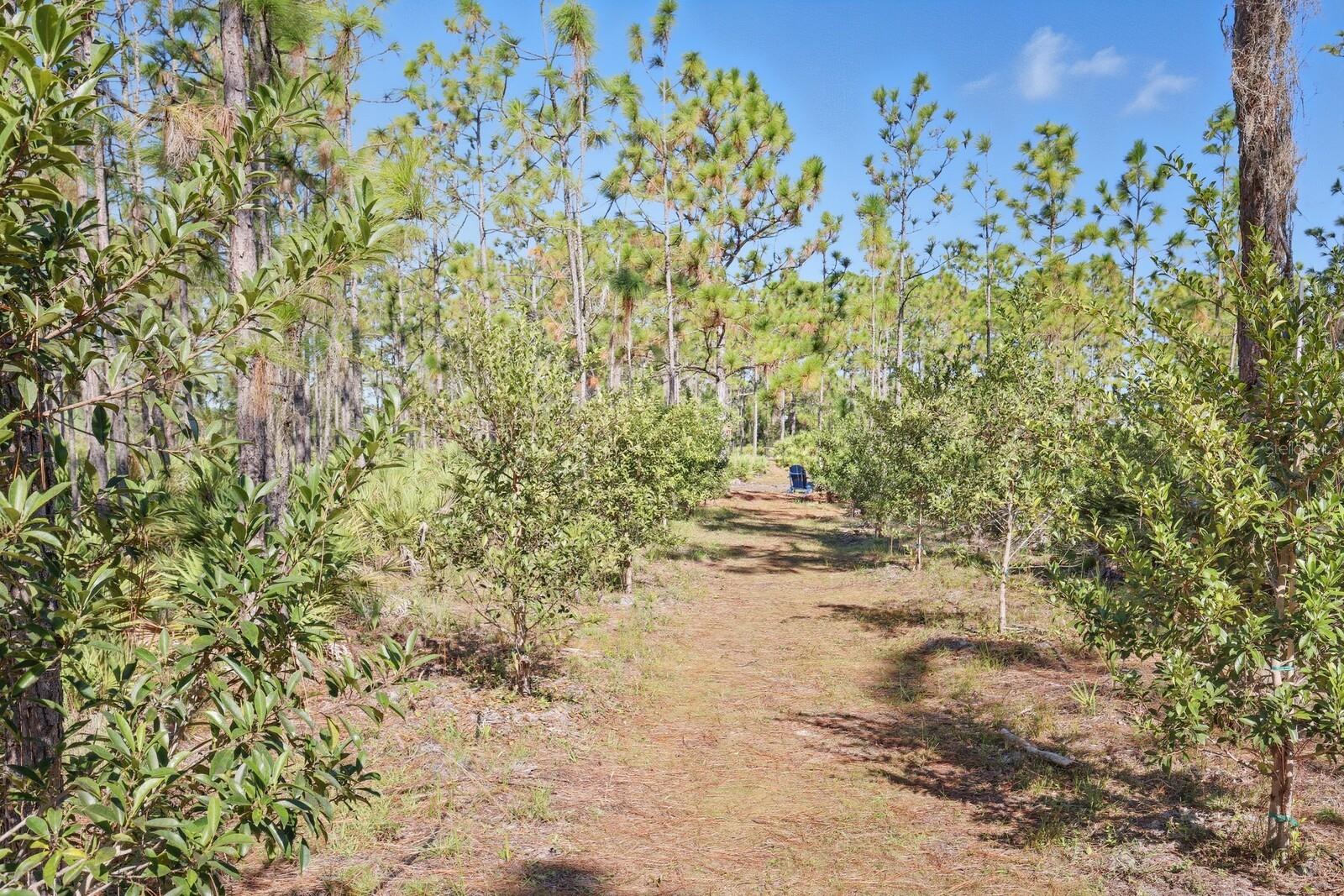 POMELLO CITY CENTRAL UNIT - Land