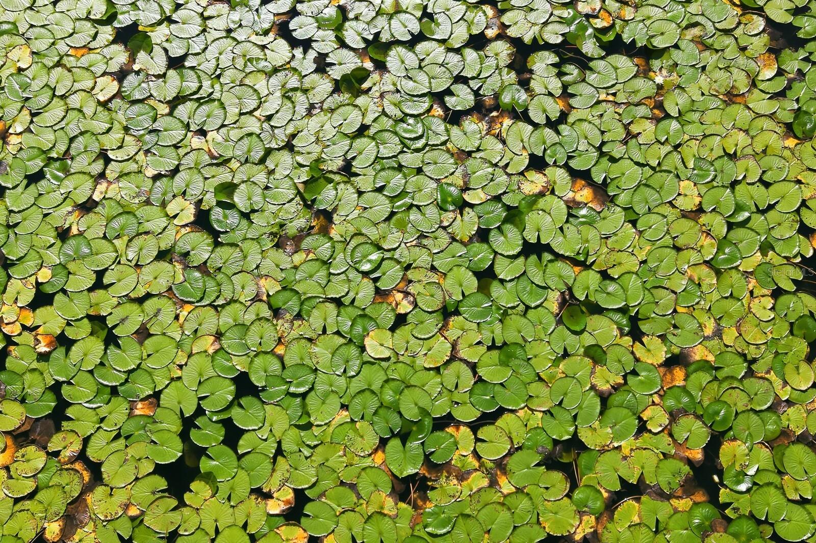 POMELLO CITY CENTRAL UNIT - Land