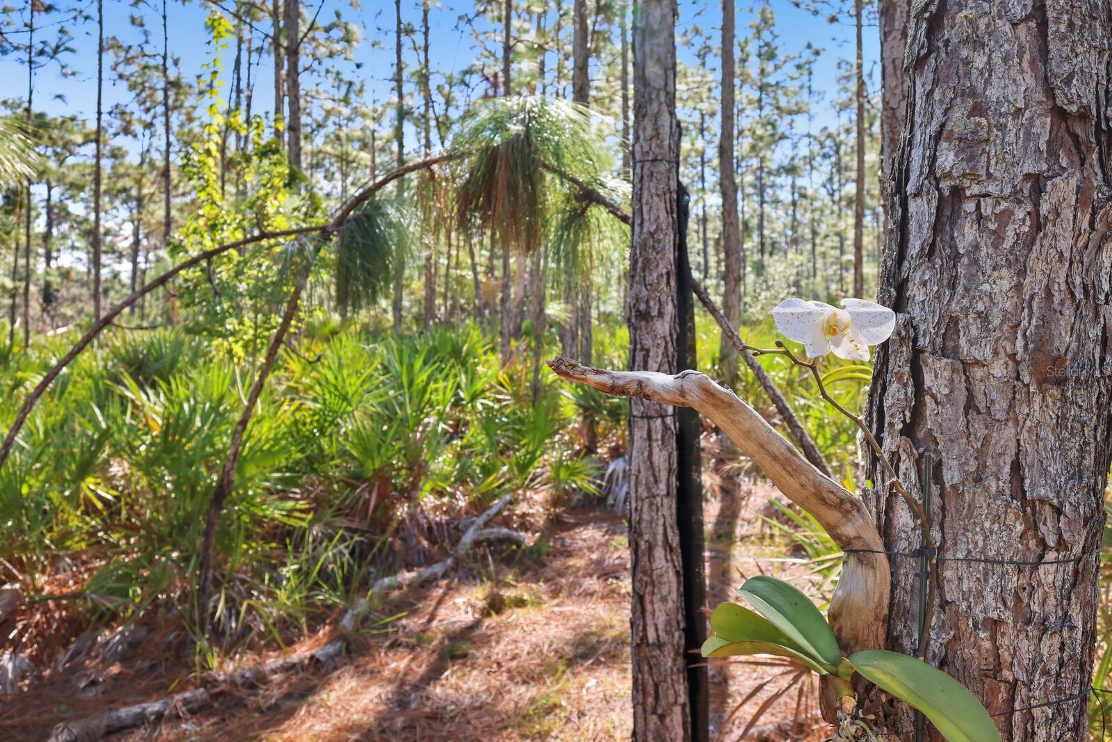 POMELLO CITY CENTRAL UNIT - Land