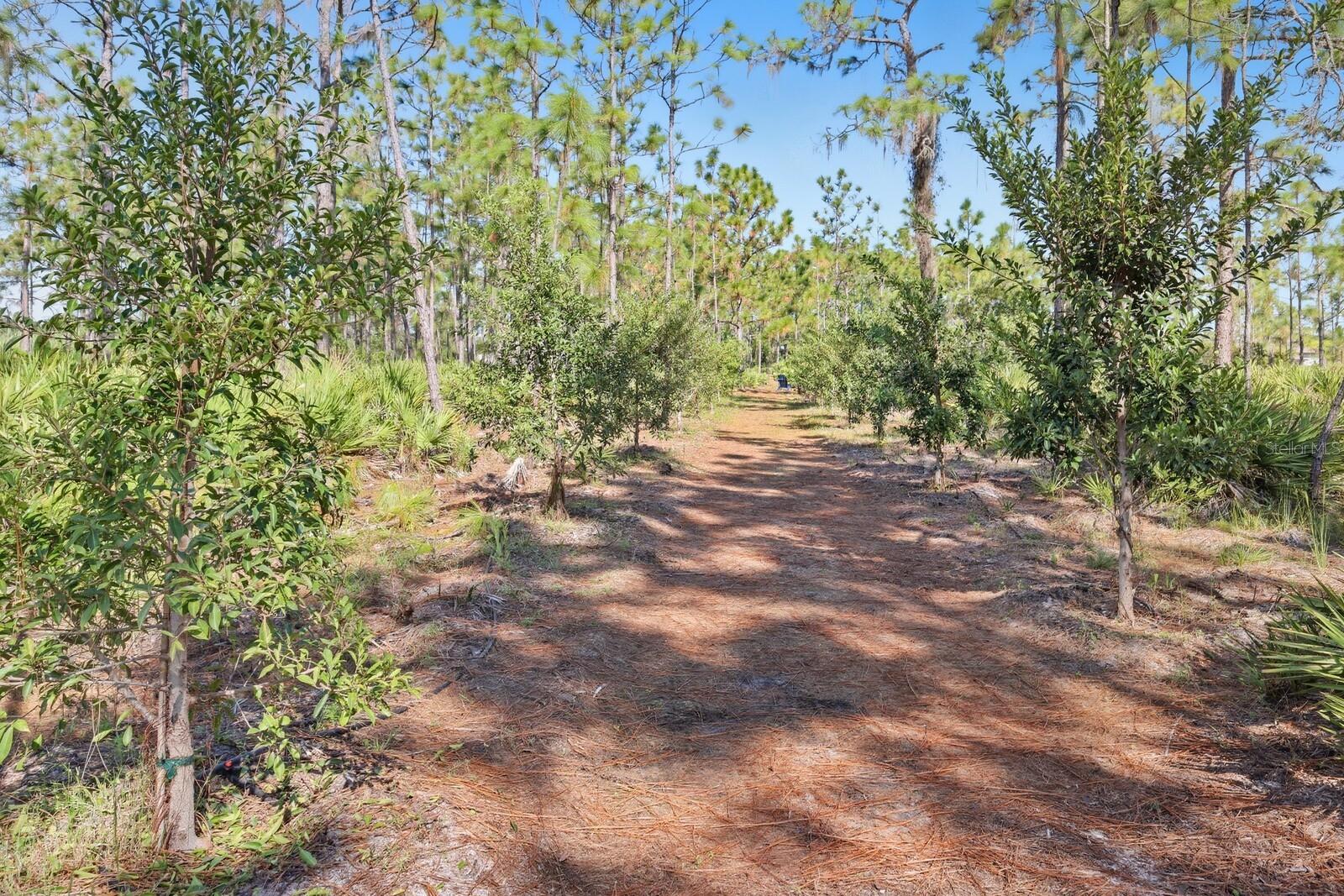 POMELLO CITY CENTRAL UNIT - Land