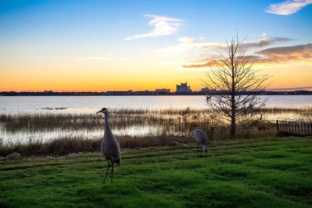 ESTS AT PHILLIPS LANDING DR PHILLIPS FL - Residential