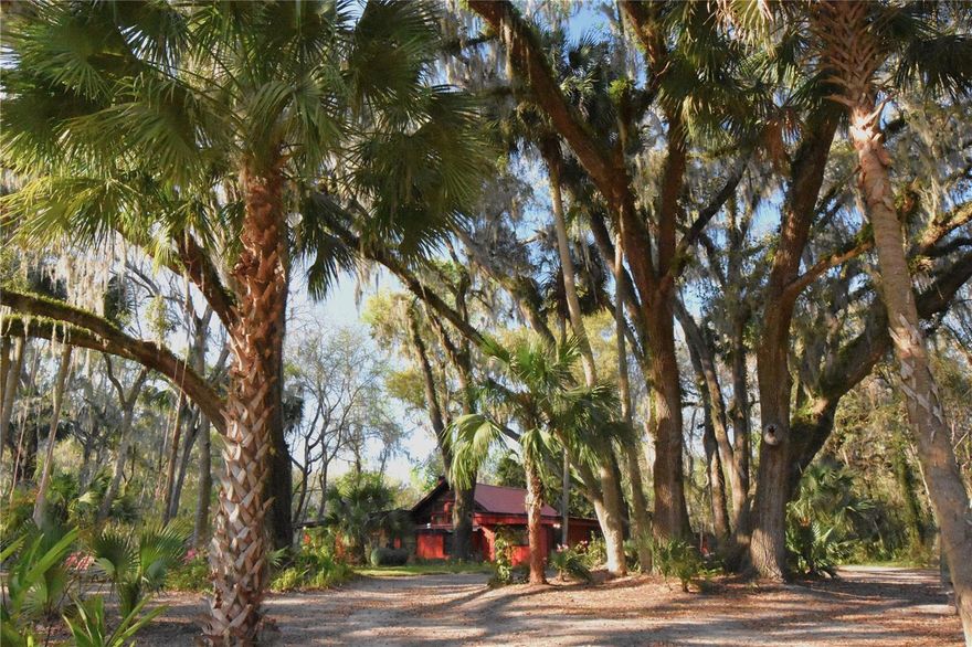 Turnkey Charming Custom Cottage located in Historic Micanopy!  This home sits back on country lot amongst Majestic Grandaddy Oaks with a circle drive giving the residence privacy. Deeded Access to Lake Wauburg. The Cottage has a Completely Remodeled Exterior! High Grade Professional paint, Custom Ornamental Powder Coated Steel Iron Work: Fencing, Gates, Security Doors, Framing with Custom Copper Screens.  New Grass Sod, Pavers, Decking, and decorative stone has been installed.  The back porch overlooks a small pond and woods offering you a private place to relax and reflect.  There is a fenced in area in which children and pets can play. The home has a covered front porch/patio entrance, dining/living room with wood burning fireplace, a master bedroom & bathroom, a utility/laundry room, a loft 2nd bedroom, and a third bedroom that can serve as an office with its own outside entrance. The kitchen overlooks a large family room. The kitchen has refreshed wood cabinets, new countertops, farmhouse sink, gas stove w/professional grade hood, & new stainless-steel appliances. Built in security system with closed circuit camera system, and Star link satellite internet & TV installed. There is a Shed built on a concrete pad with metal framing.  Approximately a 10-15-minute drive to Gainesville, University of Florida, Shands Hospital, Grocery stores, & other amenities. A must see!