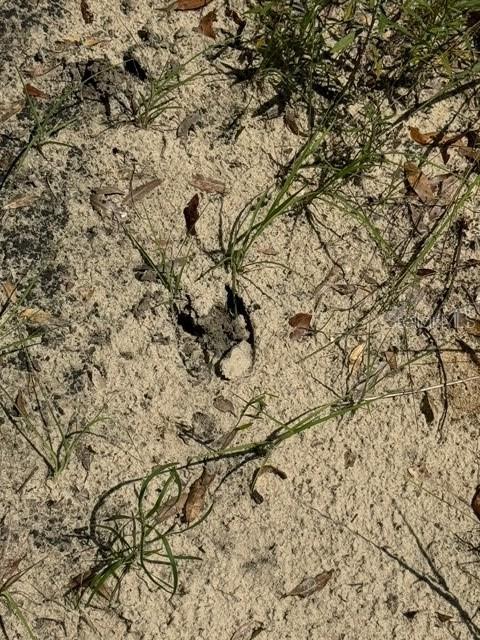 COLES UNR SUB - Land