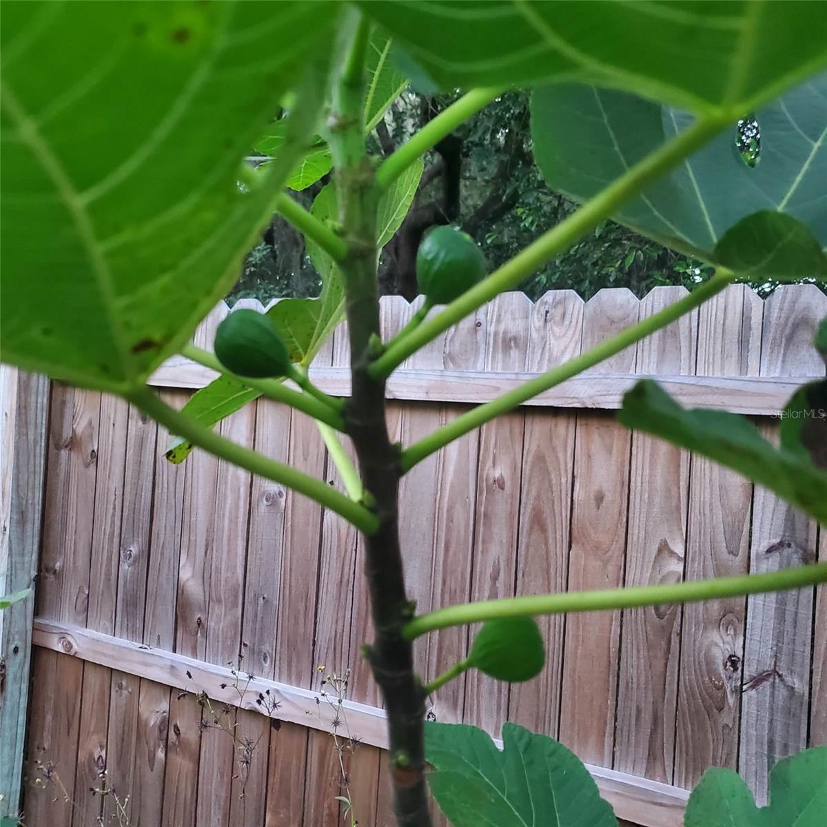 KERSHORES UN F - Residential