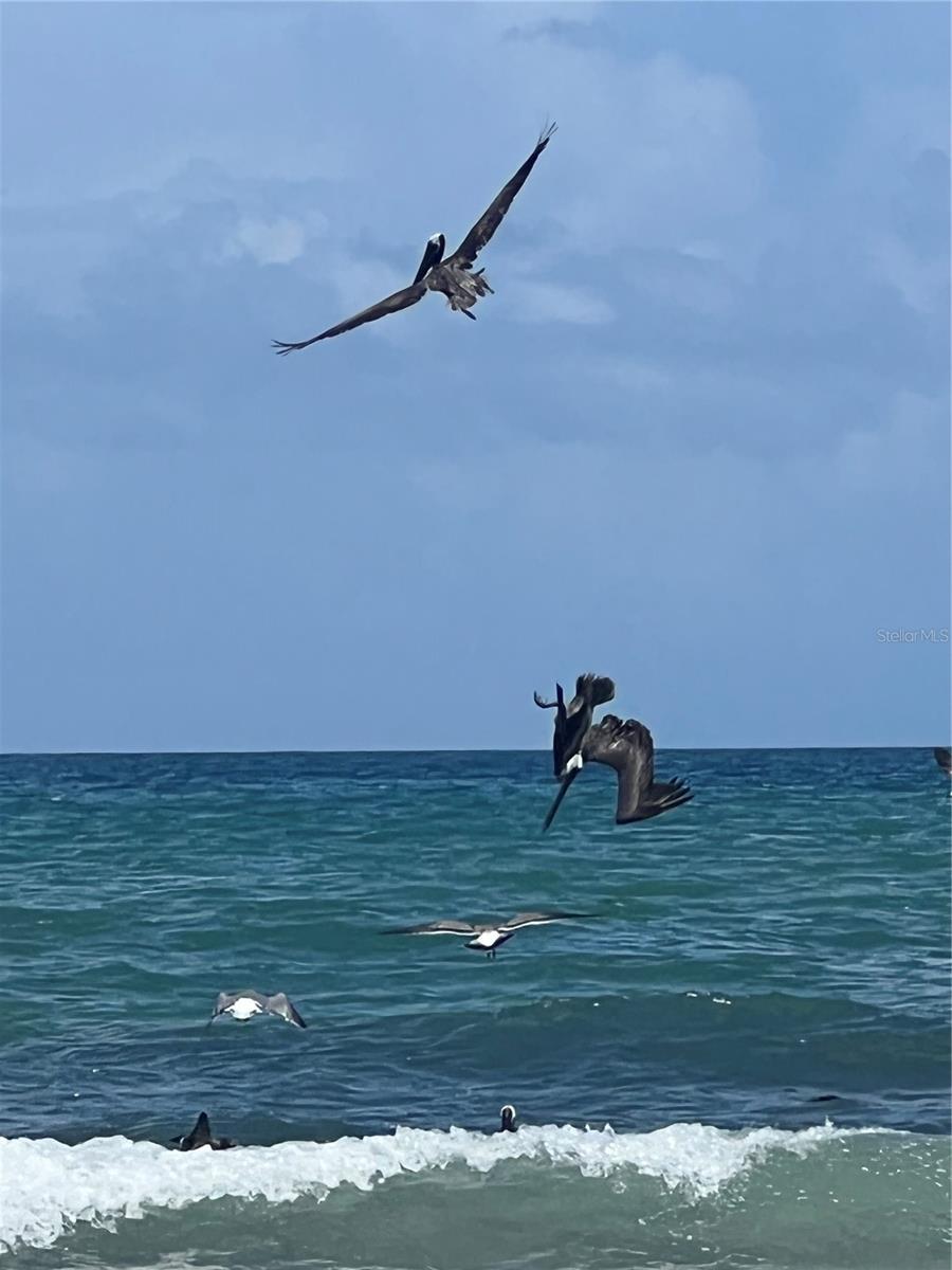 MARINELAND ACRES SUB - Residential