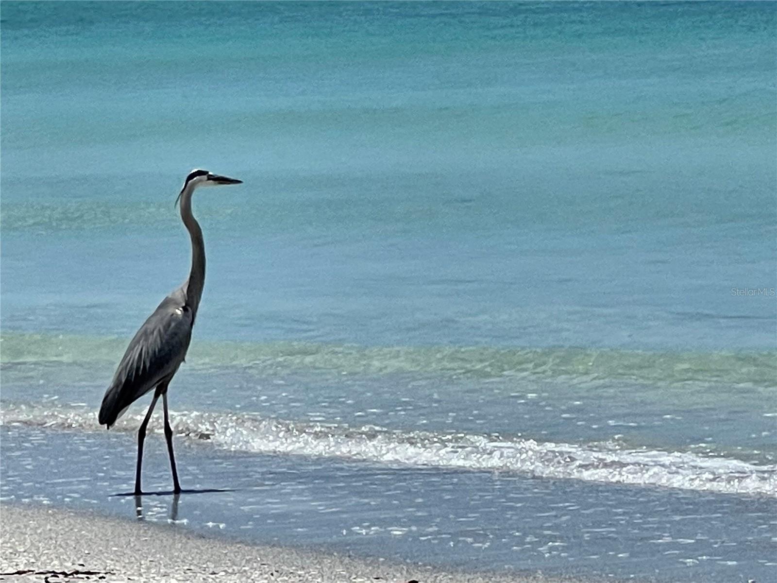 COQUINA BEACH - Residential