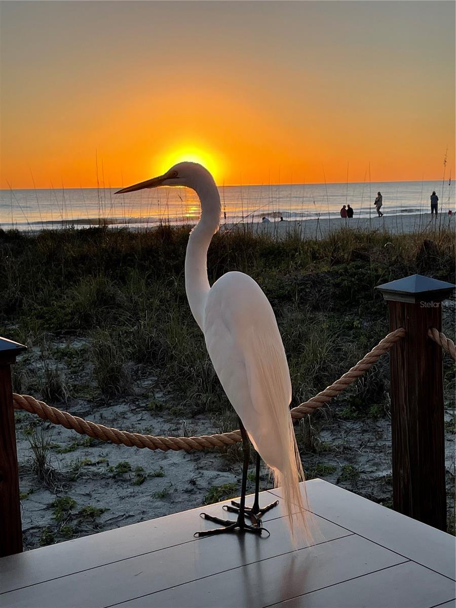 COQUINA BEACH - Residential