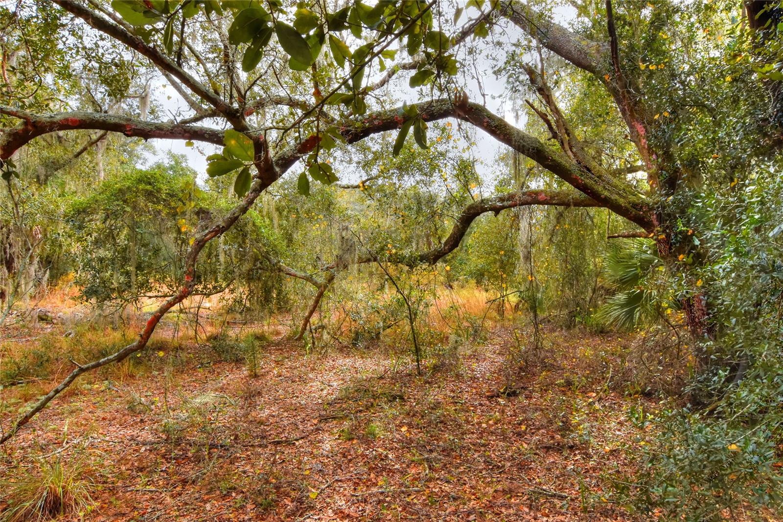 RURAL HOMESTEAD! LOT 3 - 5.62 ACRES - ADJOINGING LAND ALSO AVAILABLE. This secluded parcel is home to a wide variety of trees and vegetation - creating the perfect hidden retreat. With the combination of dense foliage and small clearings, it is an ideal place for wildlife, recreational activities and your dream home. Less than 20 minutes from Brandon, Lakeland and Plant City, the location offers convenient access to shopping, dining and businesses, yet feels perfectly private in rural Lithia. With no HOA or restrictions, bring your animals and all the outdoor fun to embrace the country lifestyle.