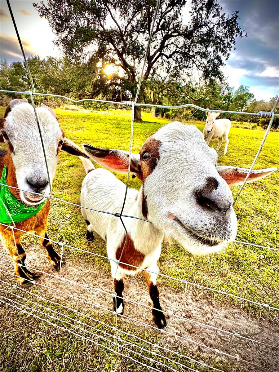 MYAKKA VALLEY RANCHES - Residential