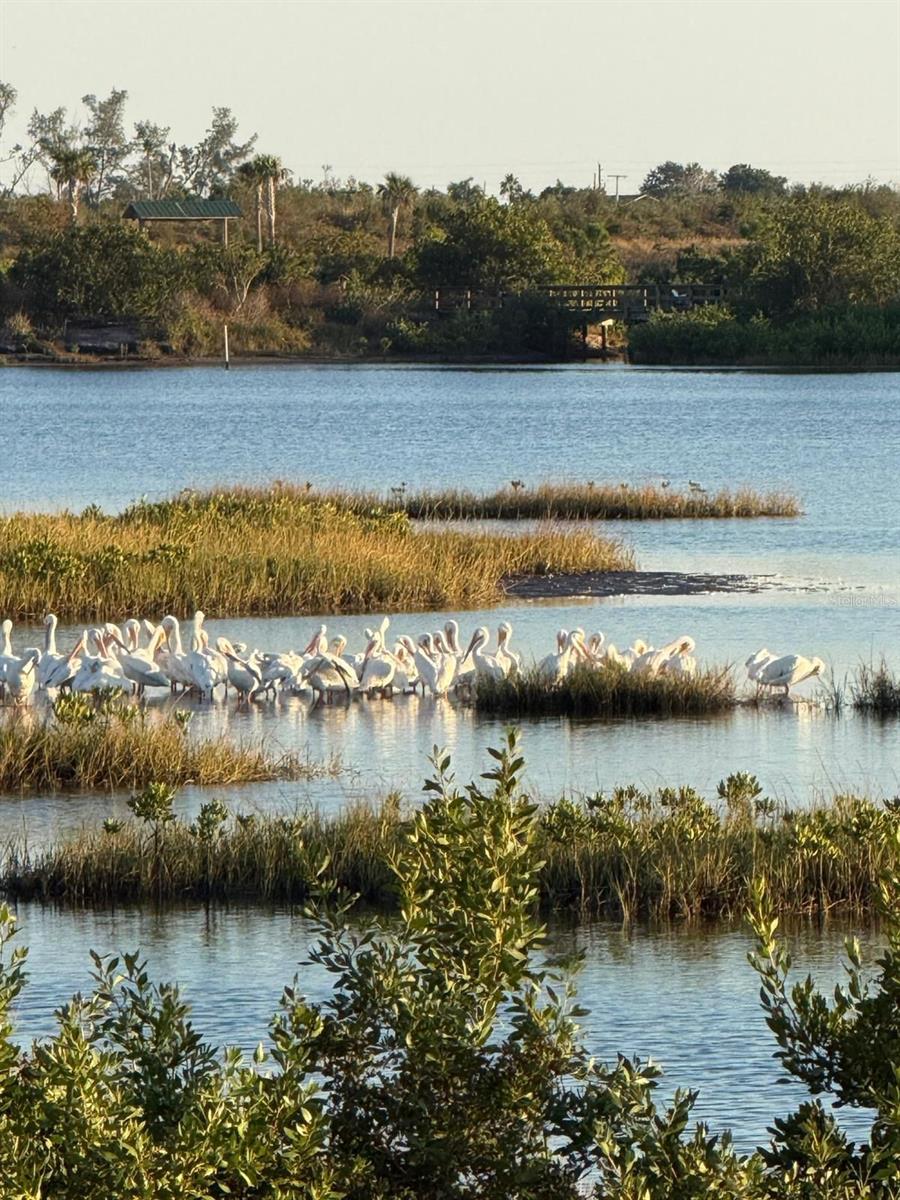 PINE MEADOW - Residential