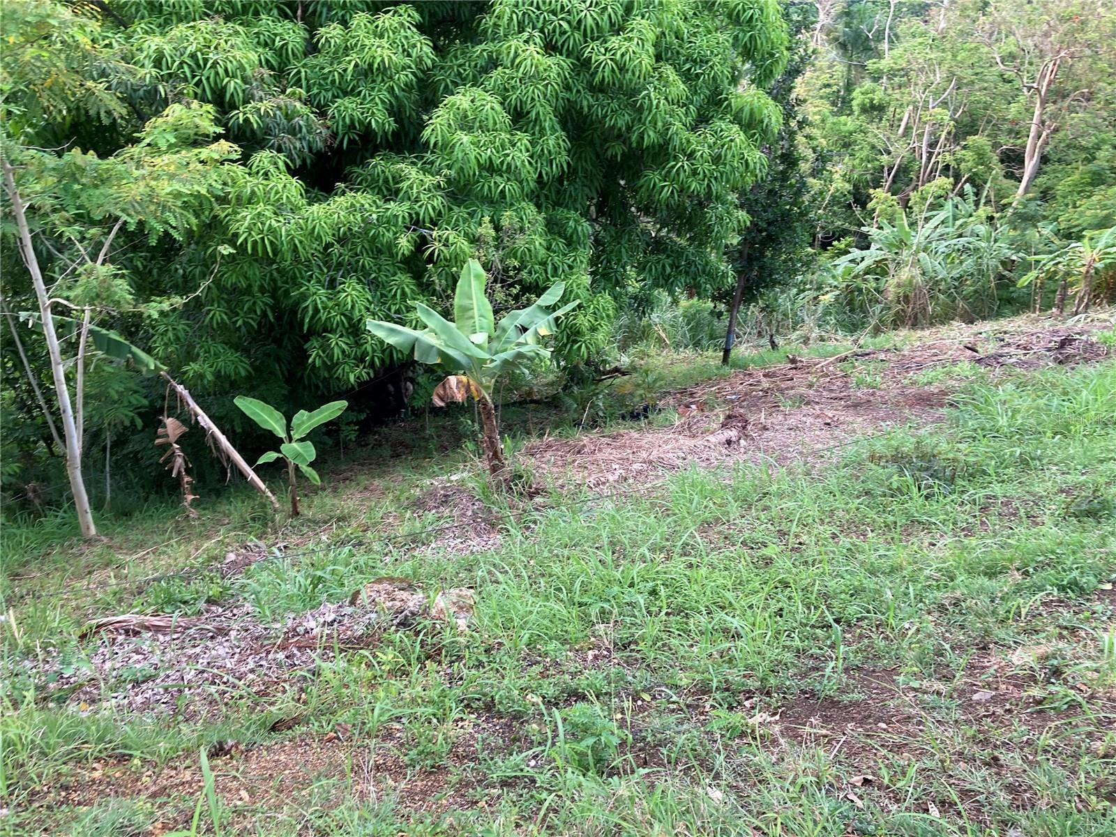 BARRIO CRUCES - Land