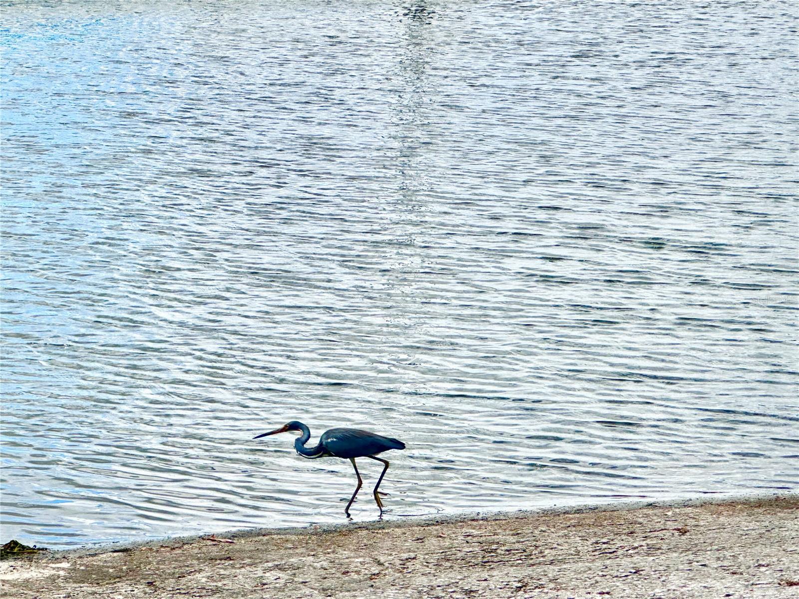 MOUNT DORA - Residential Lease