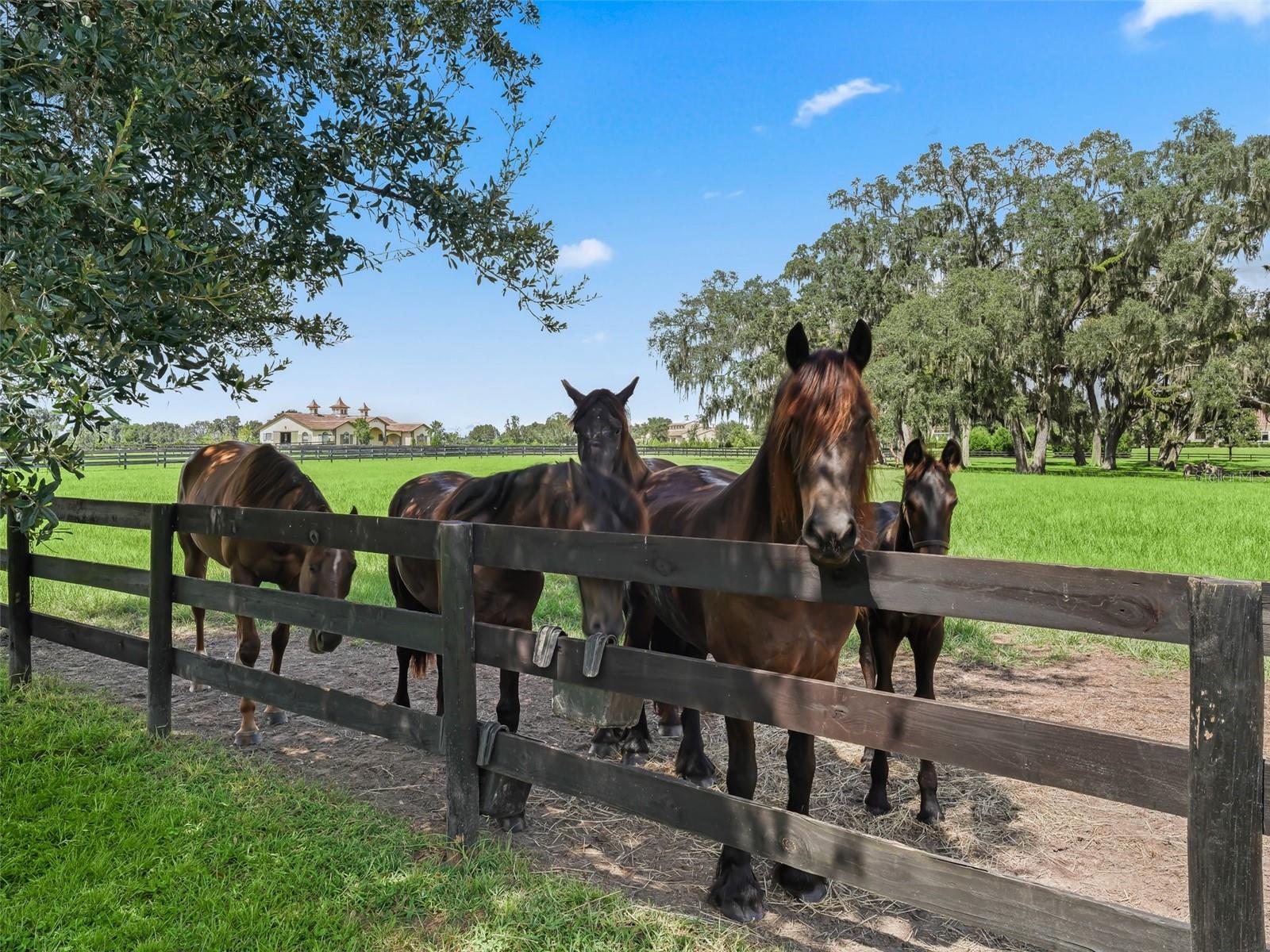 BEL LAGO SOUTH HAMLET - Farm