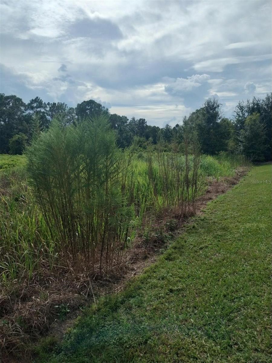Photo of 2900 W Shula Road, Avon Park, FL 33825 (MLS # O6450458)