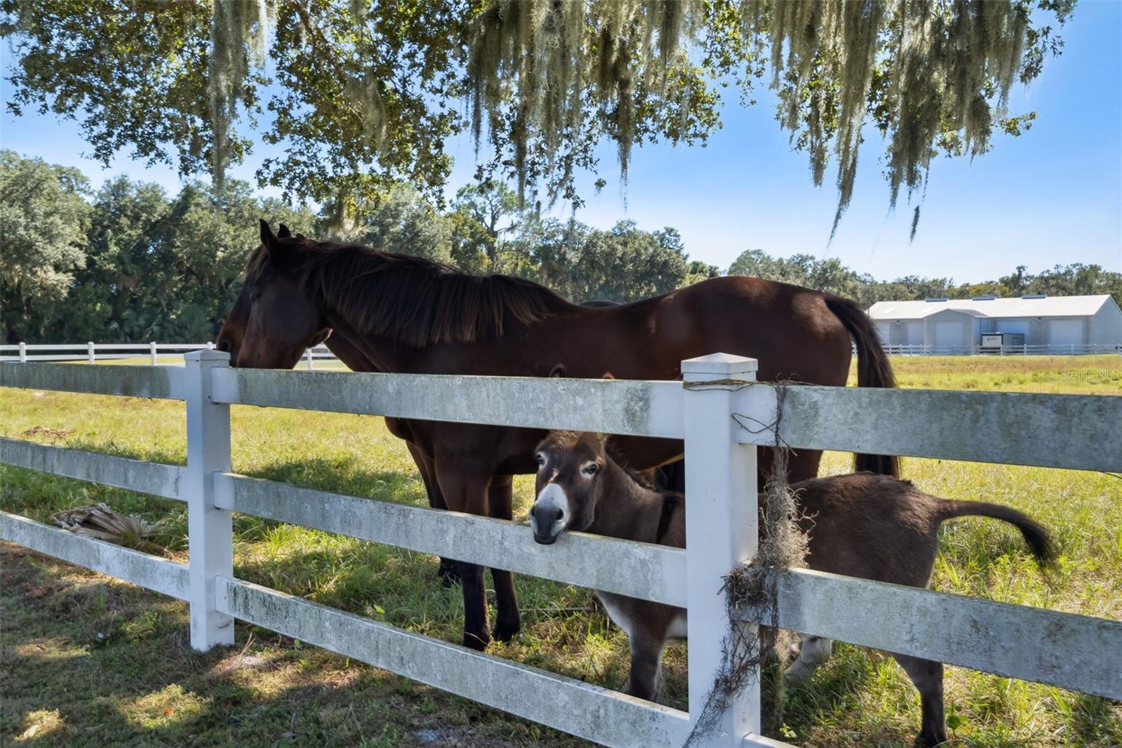 PALM HAMMOCK - Residential