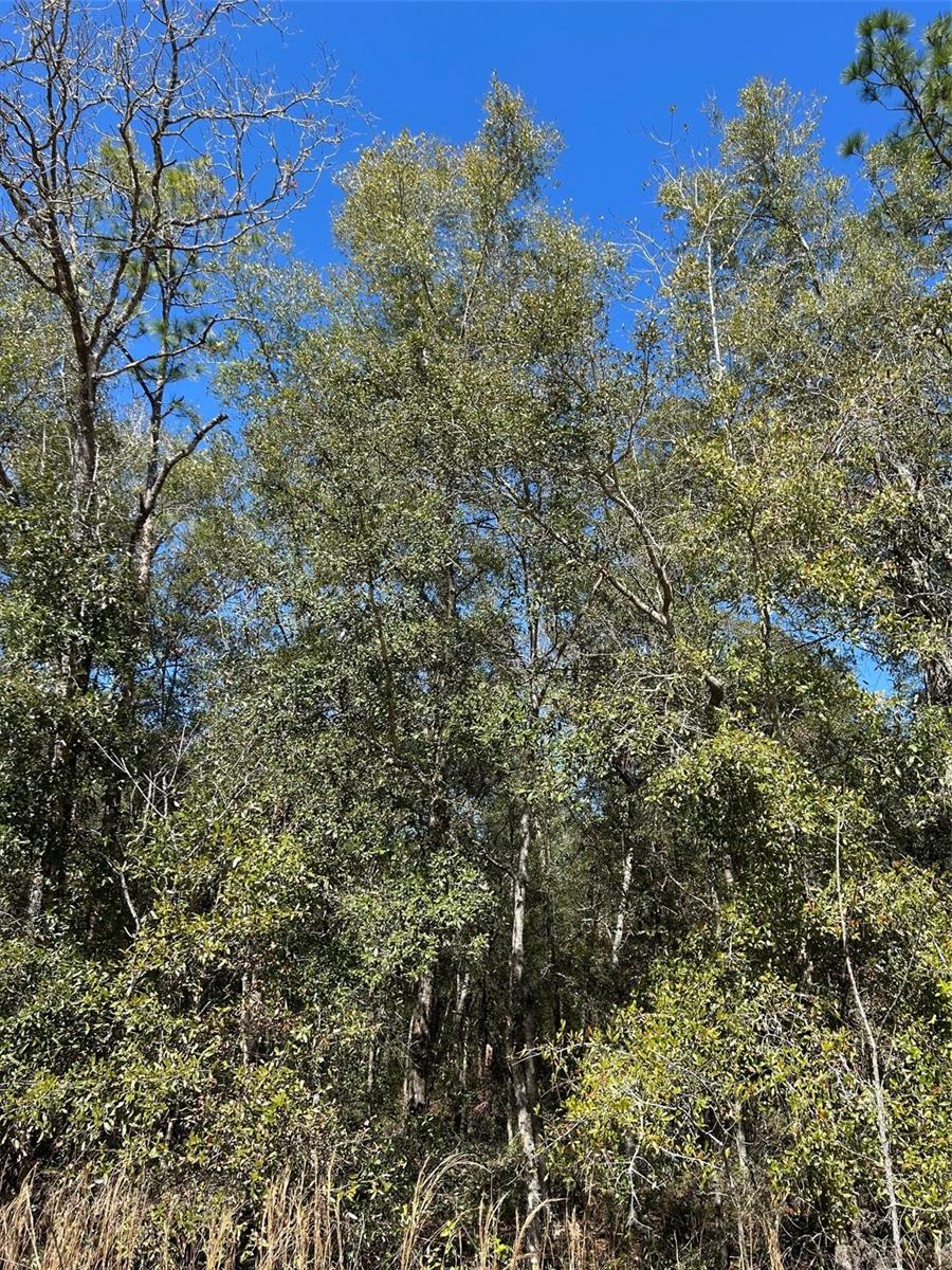 WESTWOOD ACRES SOUTH - Land