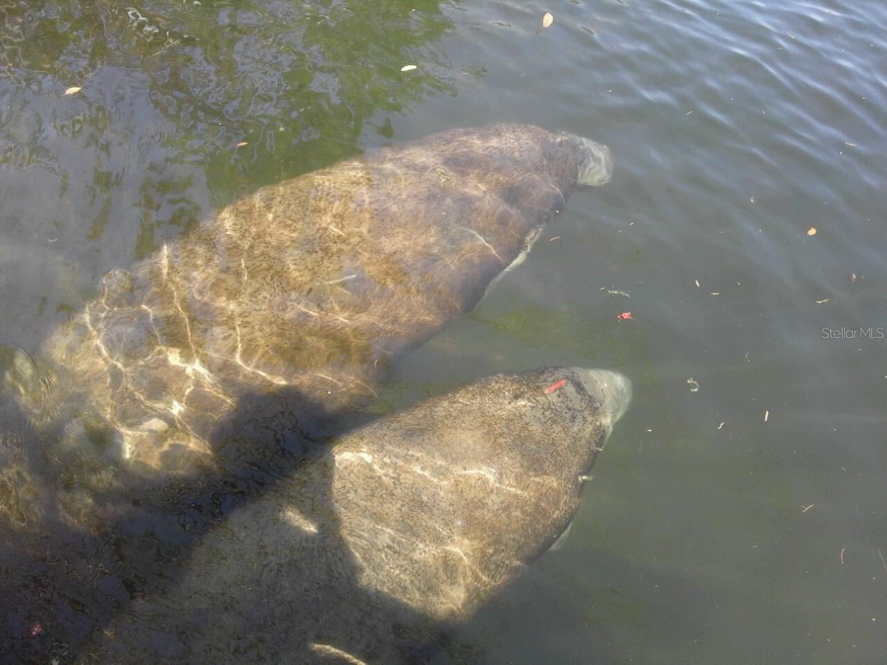 SIGNAL COVE - Residential