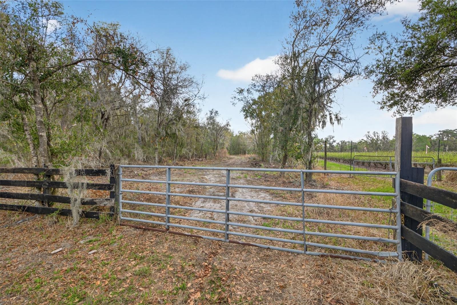 11803 DOG HOLLOW LANE