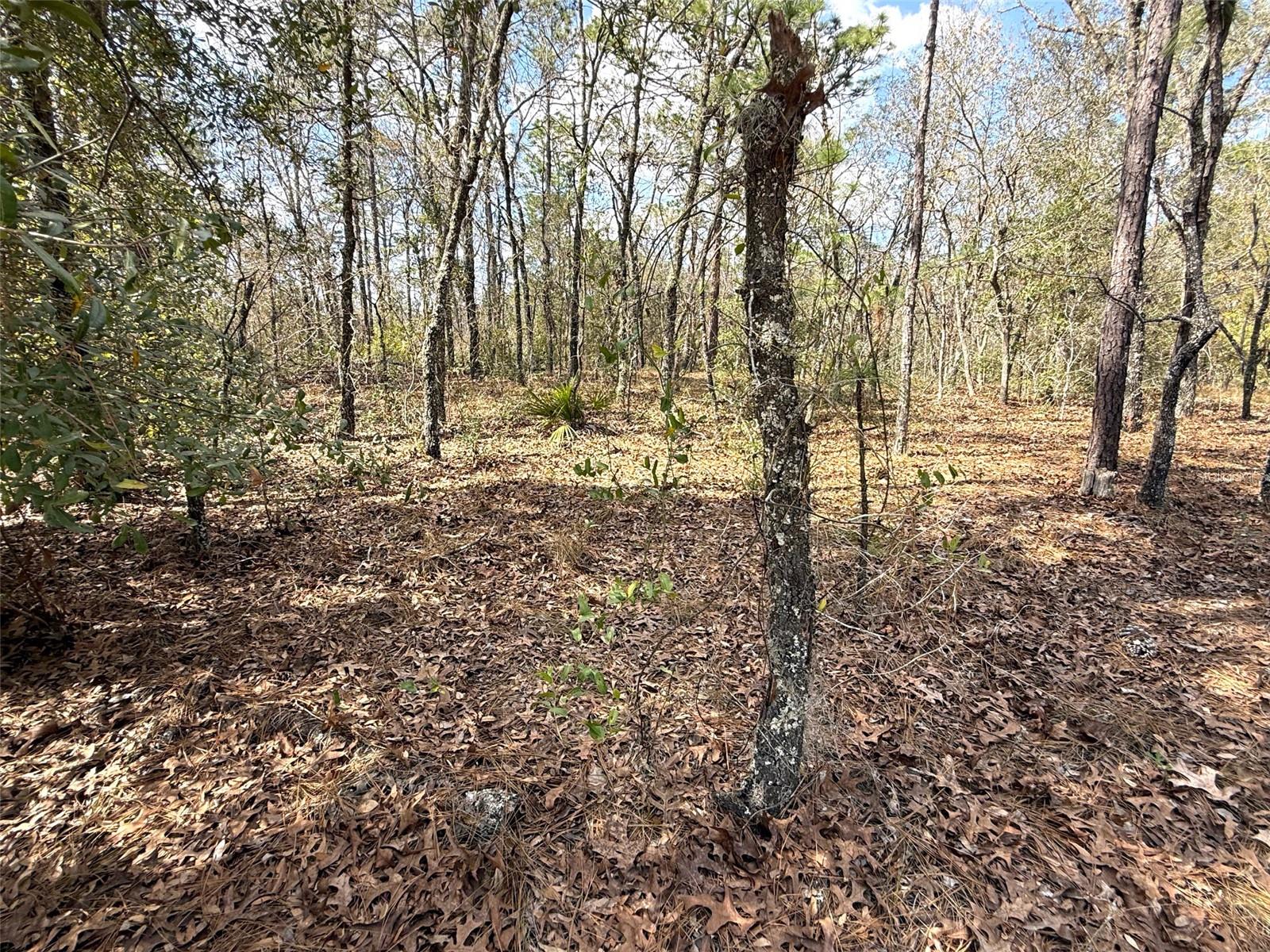 ROLLING HILLS UN 01 - Land