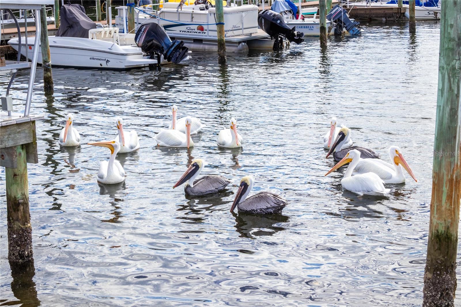 PARADISE BAY ESTATES CO-OP - Residential