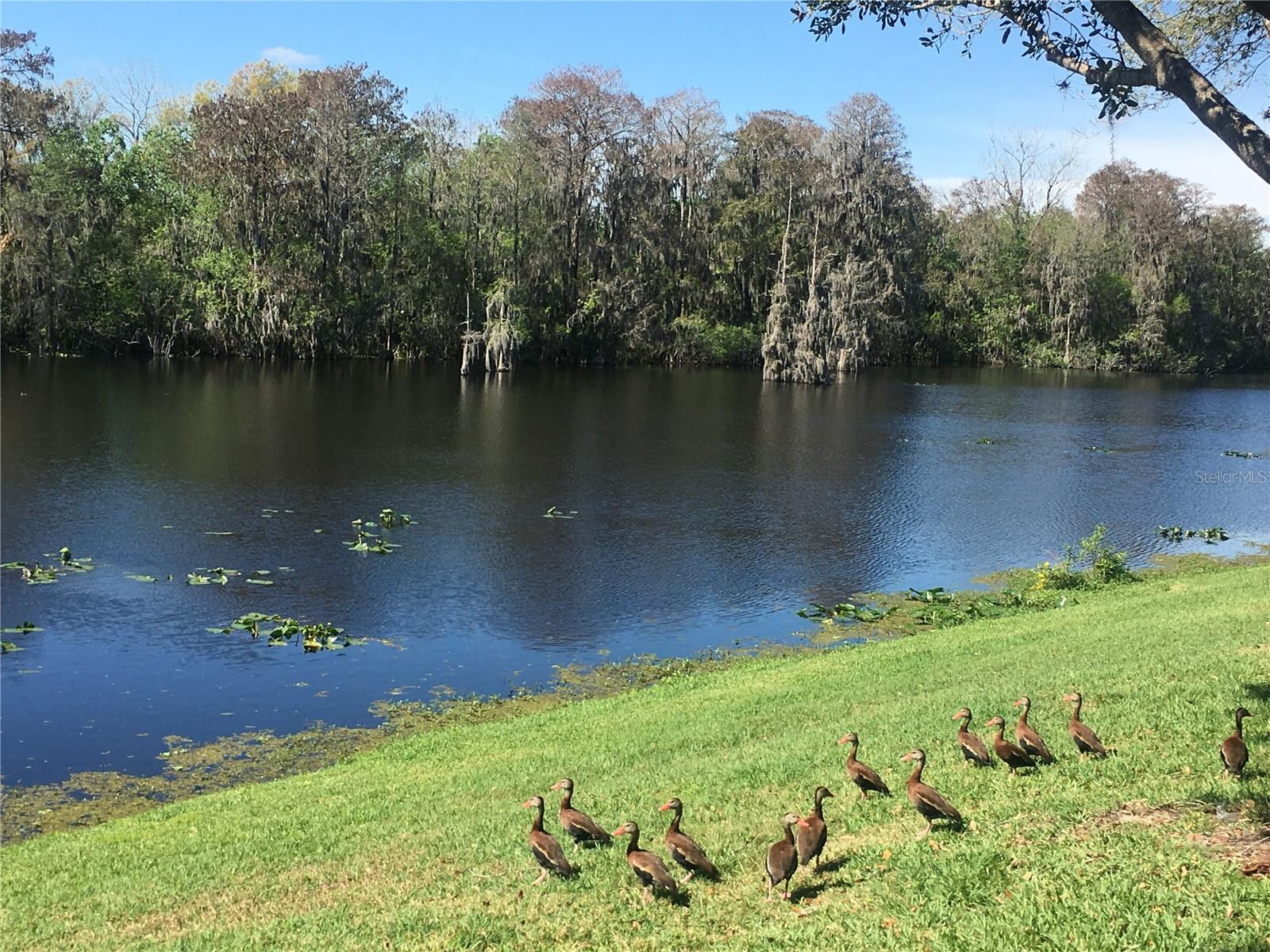 TERRACE RIVER PH 2 - Residential Lease