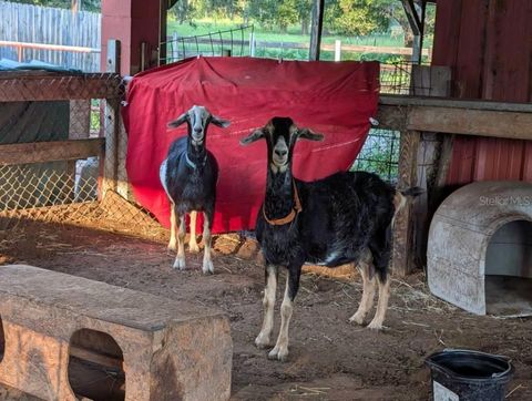 Tiny photo for 35126 William Lane, Eustis, FL 32736 (MLS # G5101068)