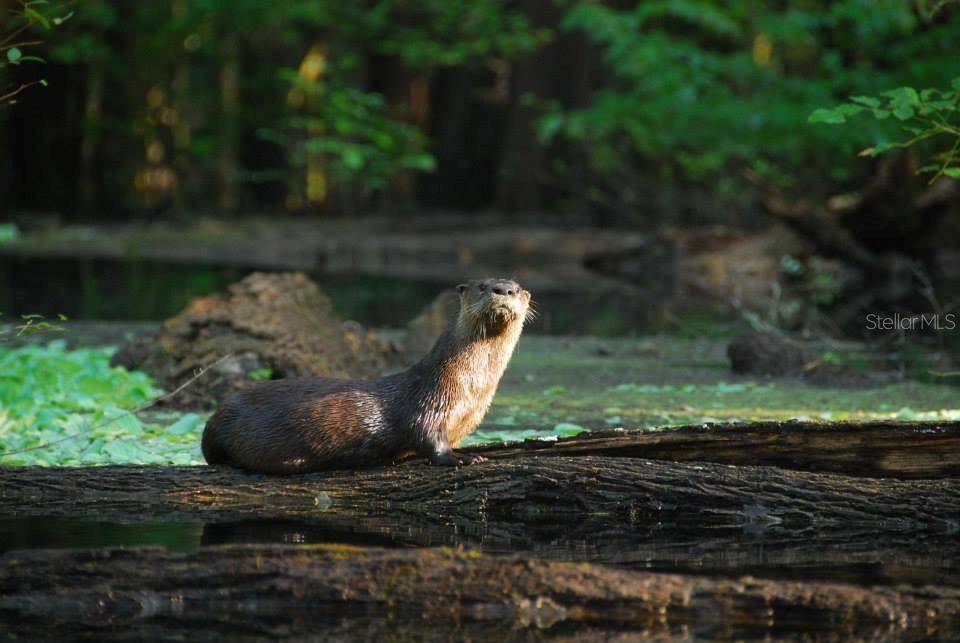 THREE RIVERS ESTATES - Residential