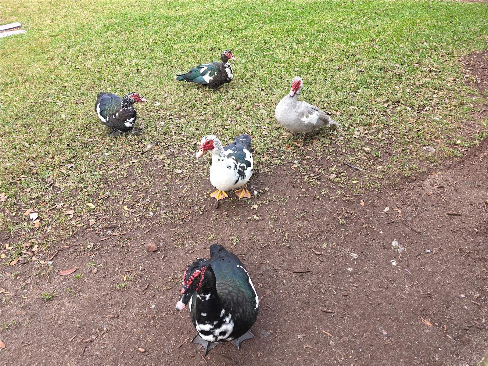 GRANDE CHAMPION PRCL SW-29 PH - Residential