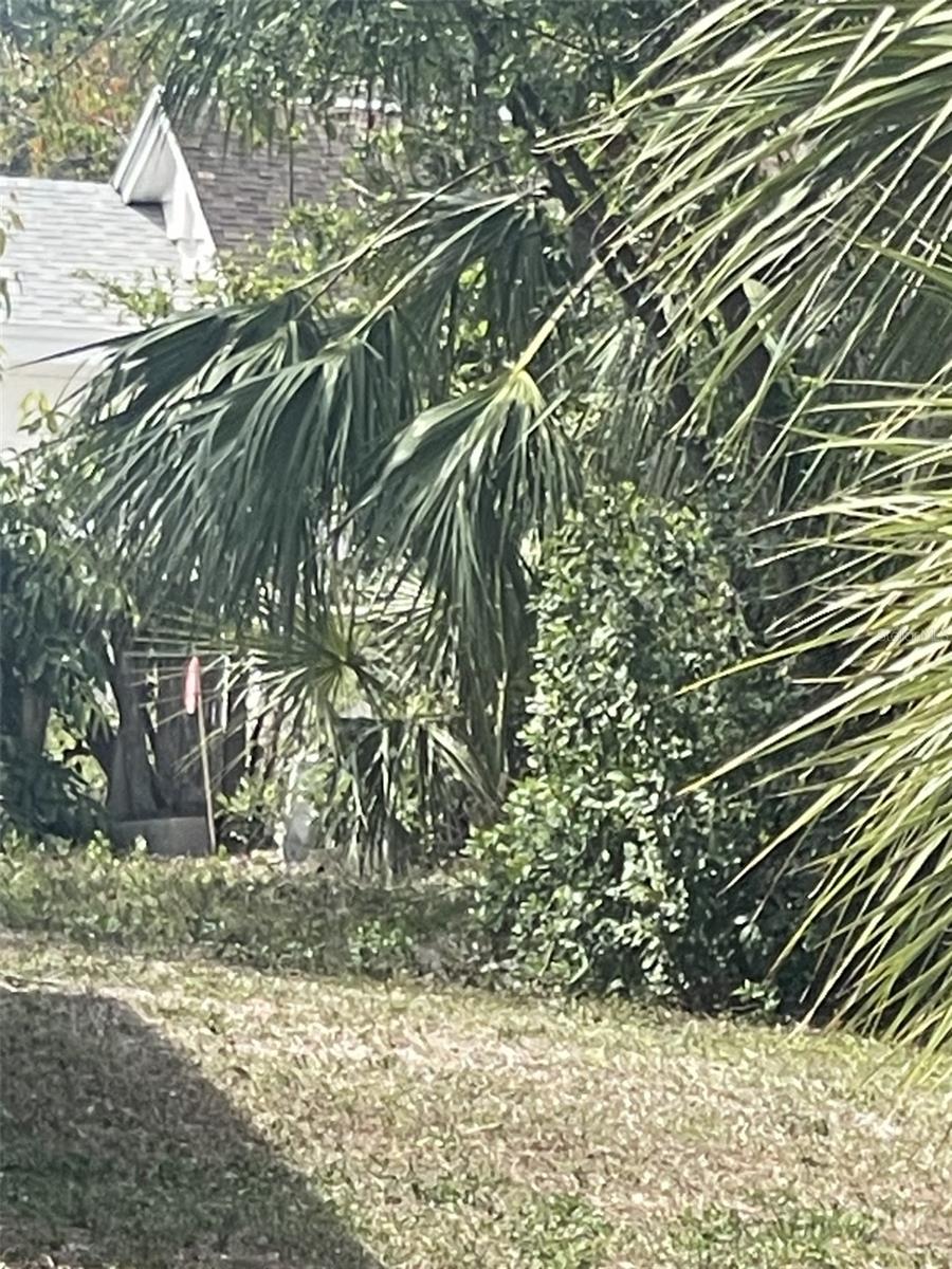 JUNGLE WAY